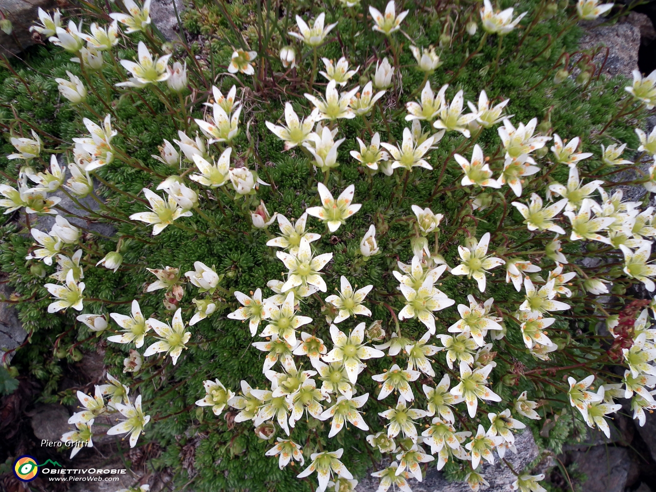 69 Saxifraga....JPG